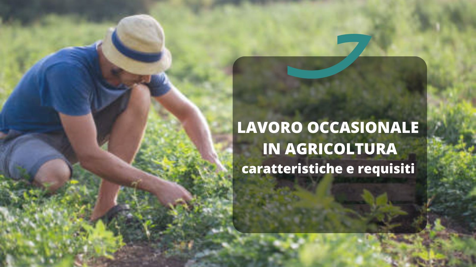 lavoro occasionale in agricoltura